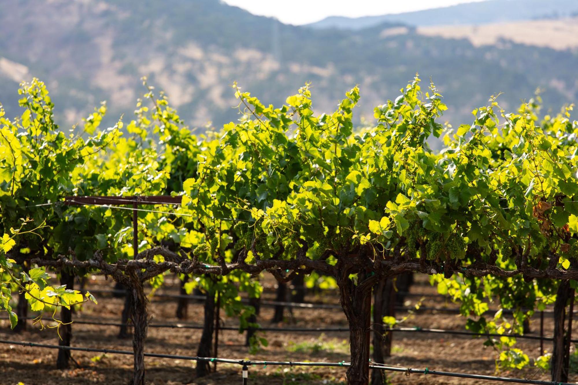Homewood Suites By Hilton Fairfield-Napa Valley Area Cordelia Exterior photo