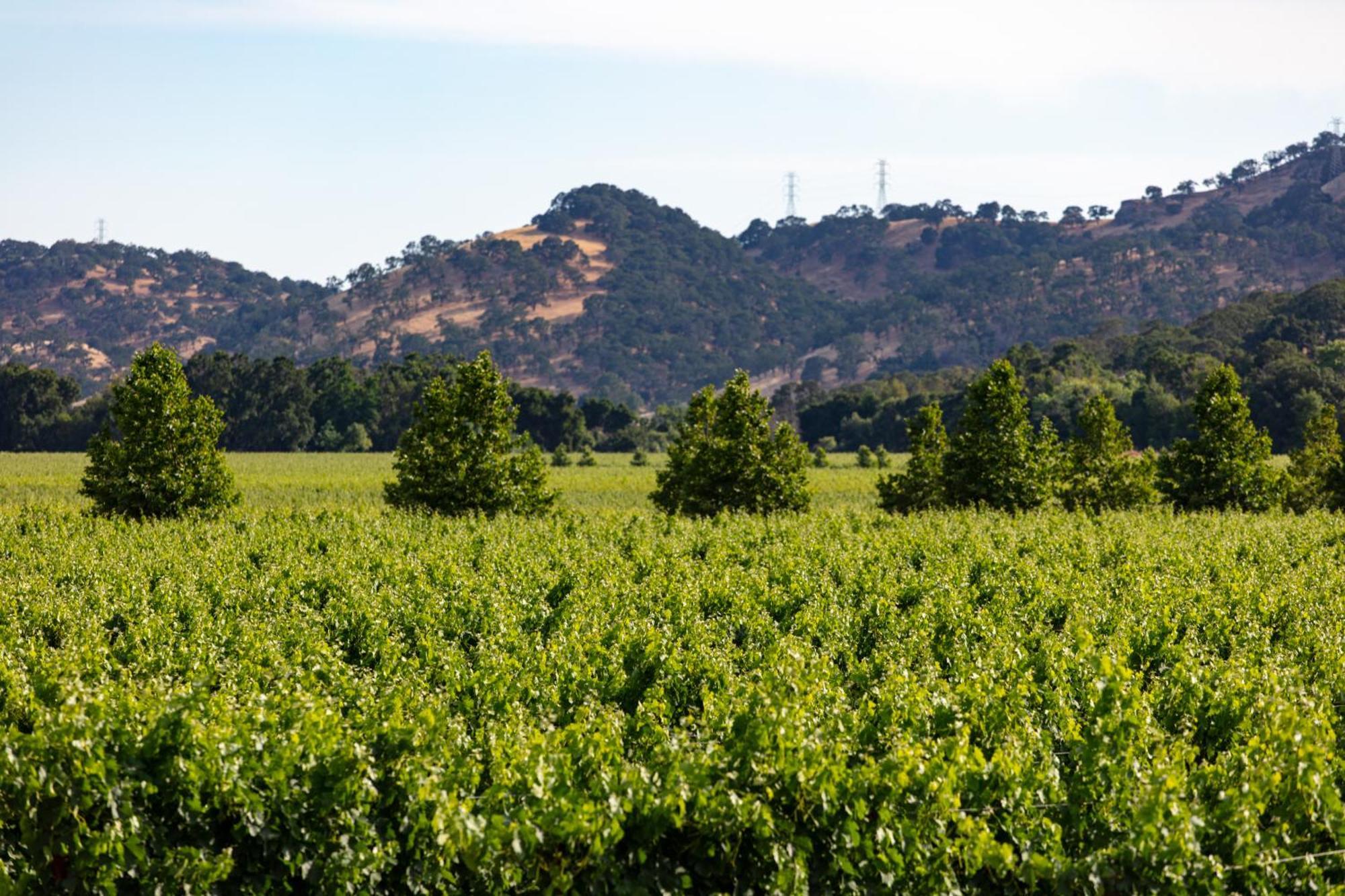 Homewood Suites By Hilton Fairfield-Napa Valley Area Cordelia Exterior photo